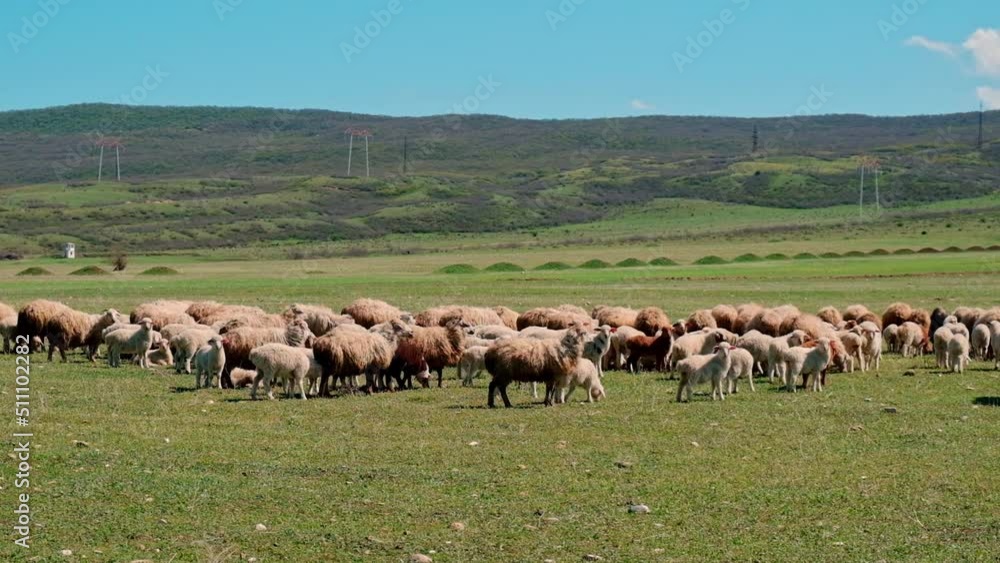 Sheep graze in the pasture. Selective focus. Sheep graze in the pasture. Selective focus.
