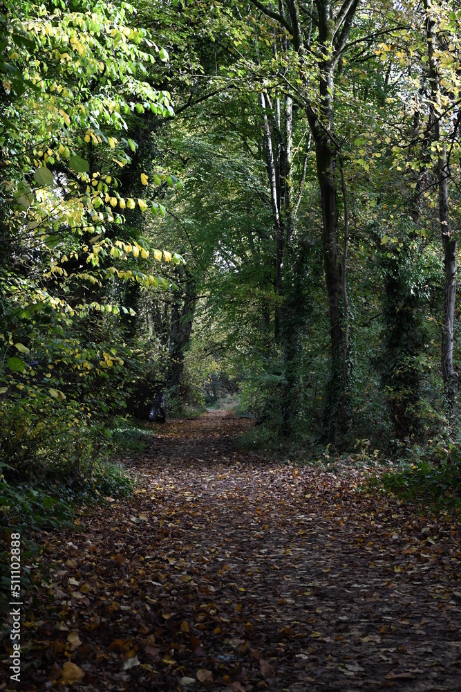 Fototapeta premium Autumn. Canal walk, Kilkenny.