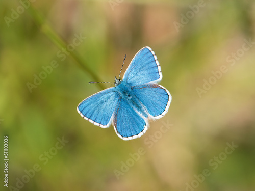 Adonis Blue Butterfly. Wings Open.