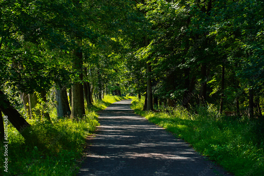 Fototapeta premium Hiking trail in the woods