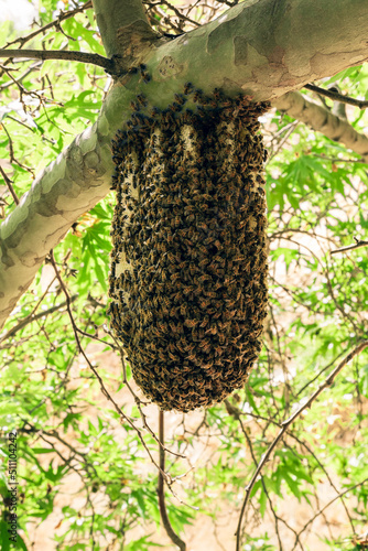 Pszczoły miód ul