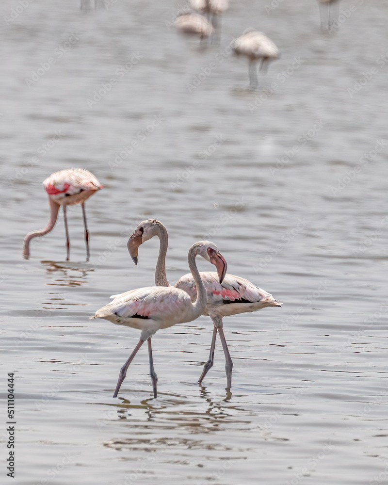 A Pair of Flamingo on a stroll