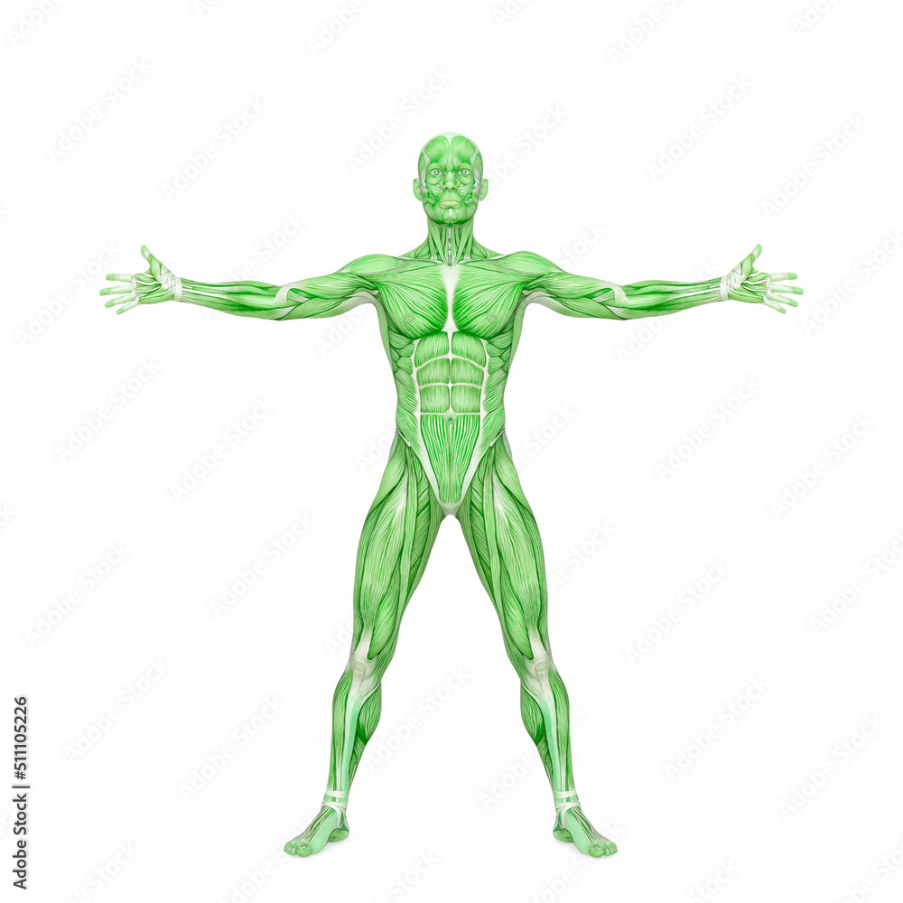 average man muscle maps is with arms and legs open