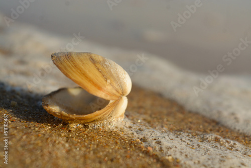 Cucharita de mar  photo