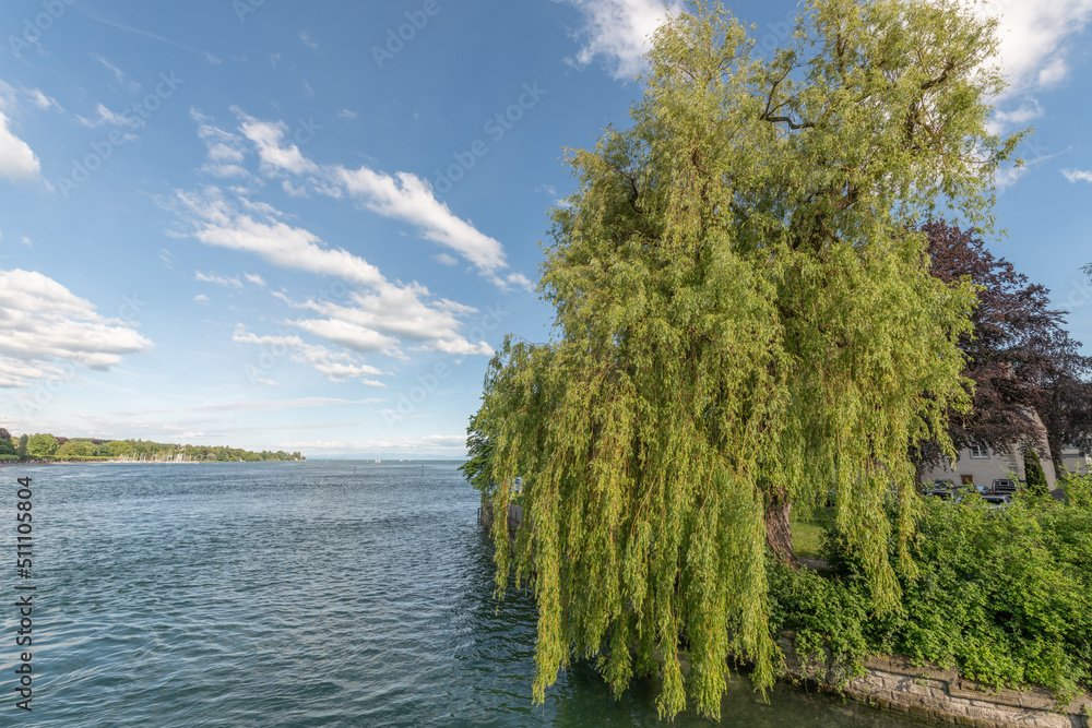 Large weeping willow on shores of Lake Constance in spring. Large weeping willow on shores of Lake Constance in spring.
