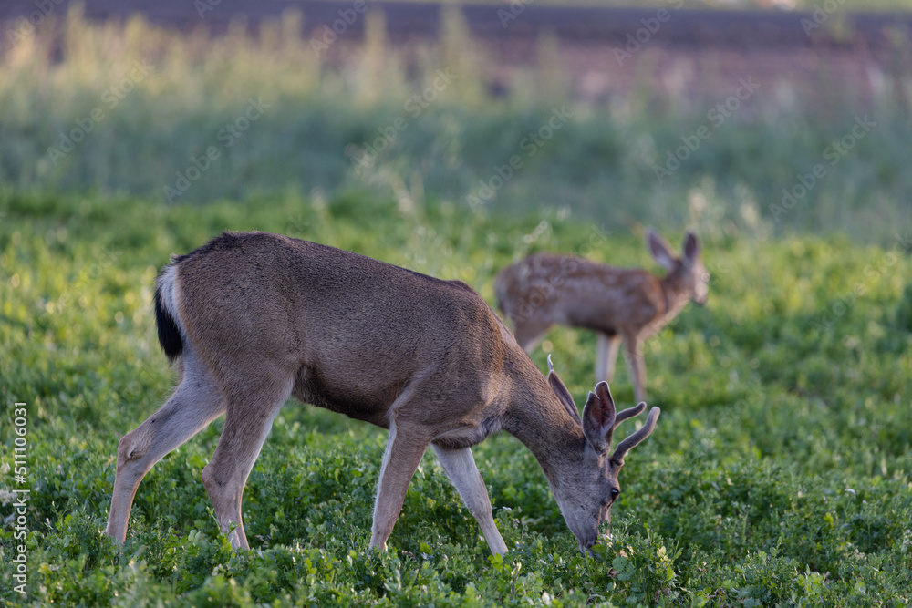 Deer Grazing in Agriculture Field, Grazing on Produce Deer Grazing in Agriculture Field, Grazing on Produce