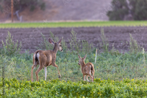 Photography Los Olivos Wildlife, California Wild Deer, 2022