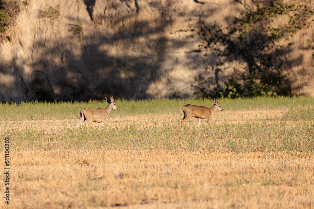 Deer on Ranchlands in Los Olivos California Deer on Ranchlands in Los Olivos California