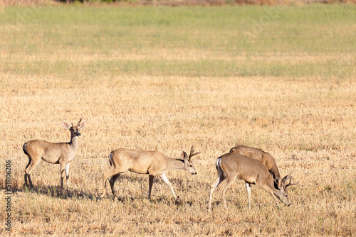 Herd of Deer on Ranch in Santa Barbara County California © Dylan