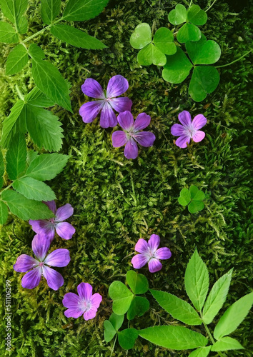purple flowers and green leaves on mossy natural background. concept of ecology  environment  save nature  organic and natural purity. summer season. template for design. close up. flat lay