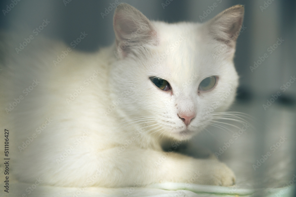 White cat in a cage at an animal shelter. International cat day.