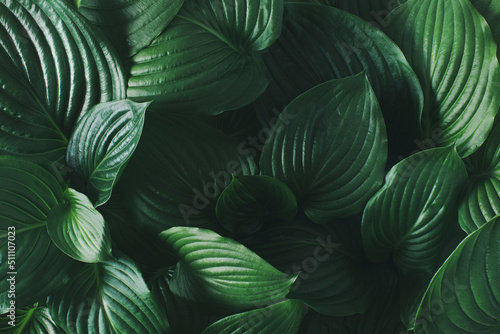 Green tropical leaves. Minimal jungle layout, flat lay. Nature concept. Contemporary style.