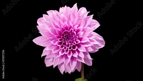 Time lapse of a beautiful dahlia flower blooming