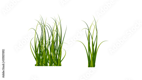 Wallpaper Mural Green grass beautiful vector , isolated on white background ,Vector illustration EPS 10 Torontodigital.ca