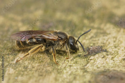 Closeup on a small hairy female sweat furrow bee, Lasioglossum calceatum sitting on wood