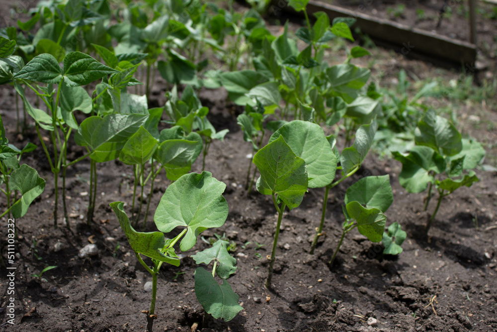 sprouted bean seeds, green stems and white beans in a hole, in the garden, planting sprouted bean seeds, green stems and white beans in a hole, in the garden, planting