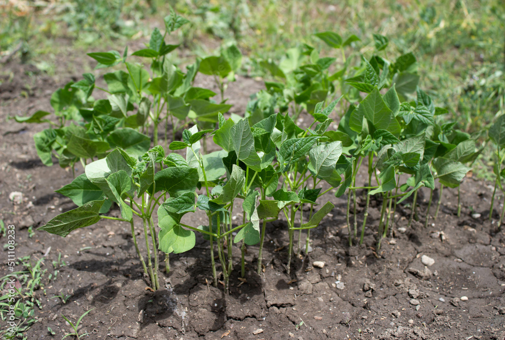 sprouted bean seeds, green stems and white beans in a hole, in the garden, planting sprouted bean seeds, green stems and white beans in a hole, in the garden, planting