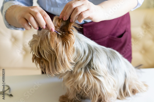 A female groomer cleans the ears of a Yorkshire terrier dog. Cat and dog care, hygiene procedures with pets. cleaning at home