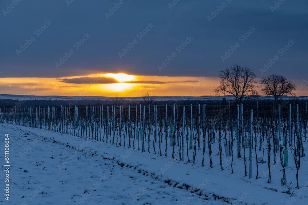 Landscape with vineyards, Slovacko, Southern Moravia, Czech Republic