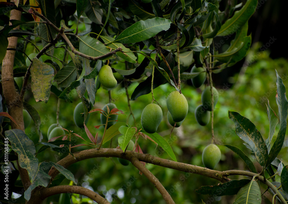 Portrait images of some green mangos on the tree in a garden with natural view backgrounds. Portrait images of some green mangos on the tree in a garden with natural view backgrounds.