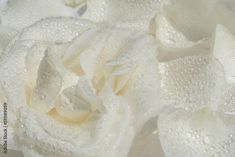 White rose flower with drops of water on light background. Macro photography. Hight quality photo White rose flower with drops of water on light background. Macro photography. Hight quality photo