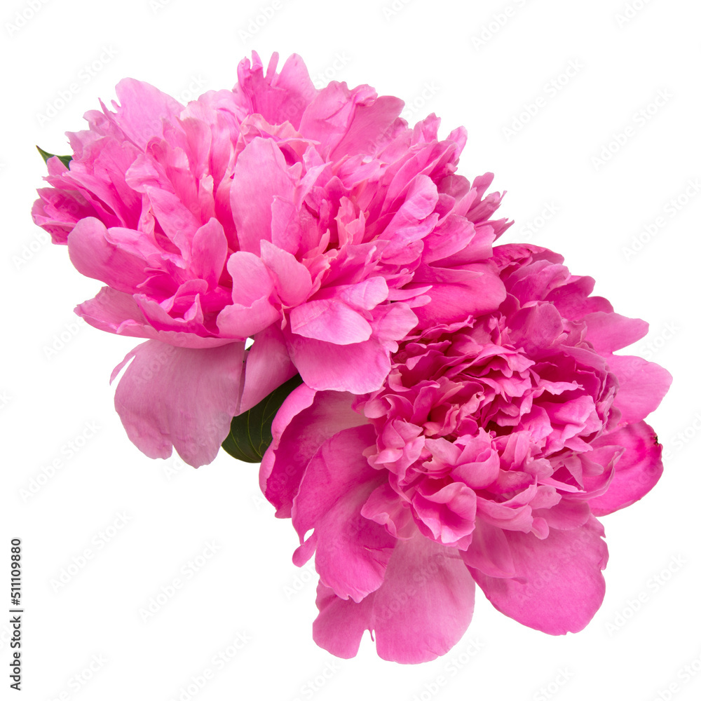 Elegant beautiful peony flower isolated on the white background