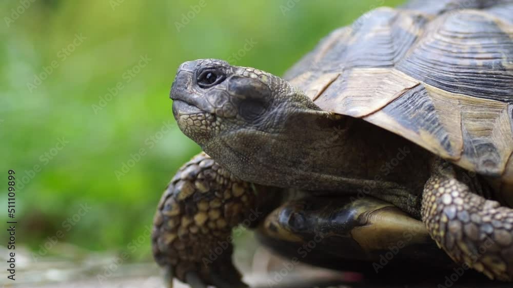 Close up of an approximatly 20 year old greek tortoise. Close up of an approximatly 20 year old greek tortoise.