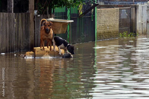 Two dogs stranded in the flood water in Rio Grande do Sul state, Brazil
