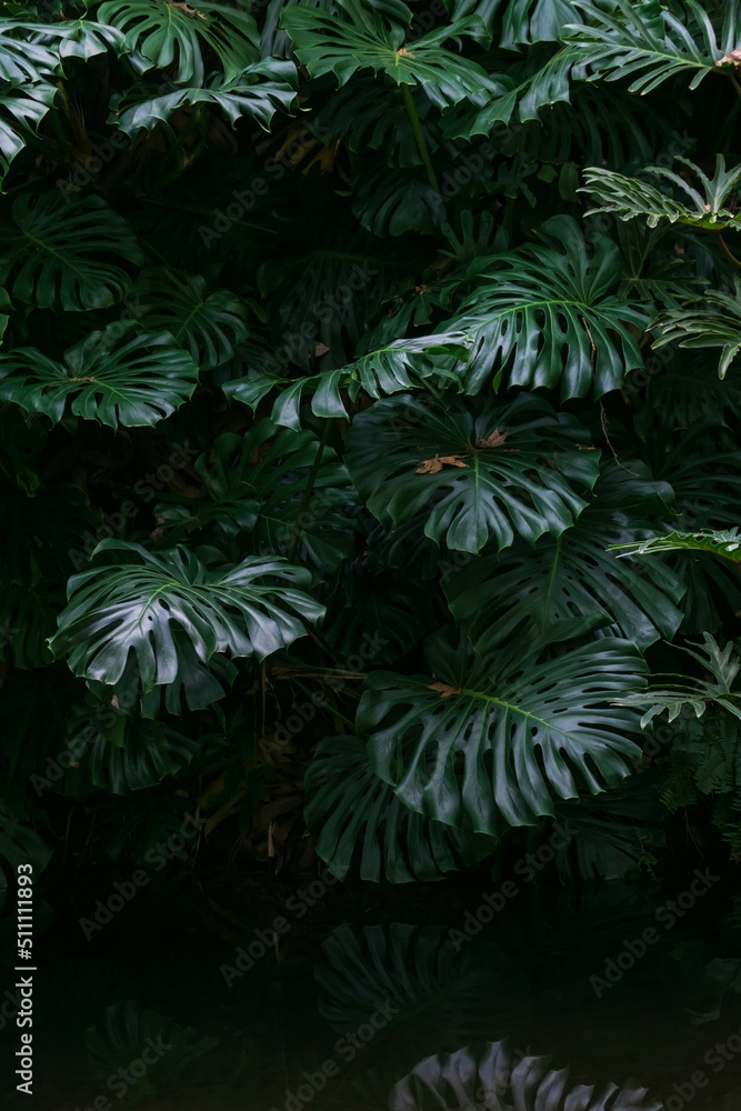 Monstera thickets in the forest background Monstera thickets in the forest background