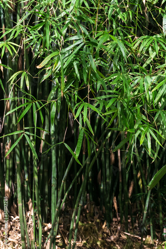 Thickets of young bamboo shoots
