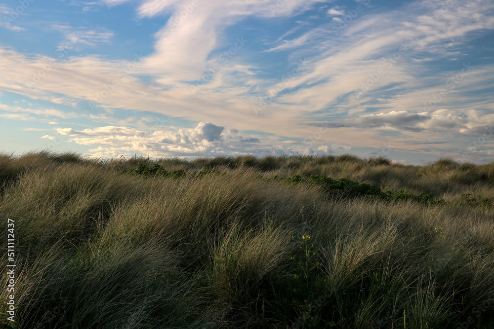 Fototapeta premium Marram Grass Against a Cloudy Blue Sky at a Coastal Location