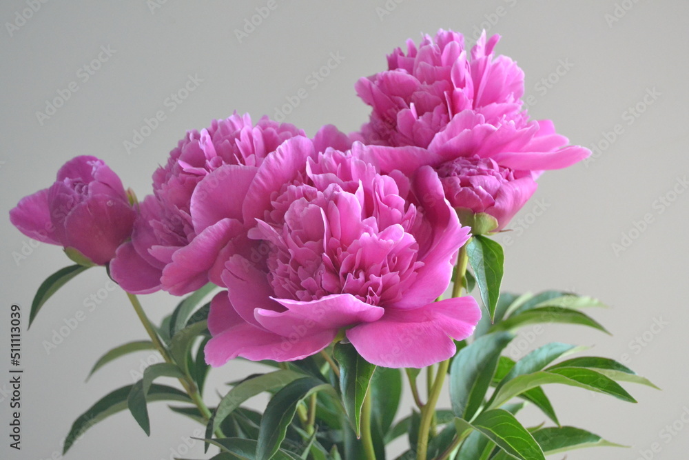 Pink peonies in the garden. Macro photography of a pink peony. Maroon peony flower. Close-up of pink peonies in the garden pink peony macro. Selective focus. Small depth of field.