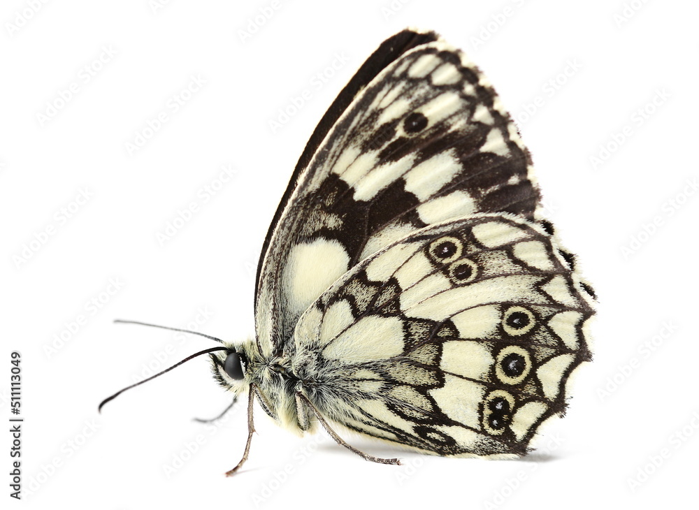 Fototapeta premium Chess Board butterfly insect isolated on white, side view