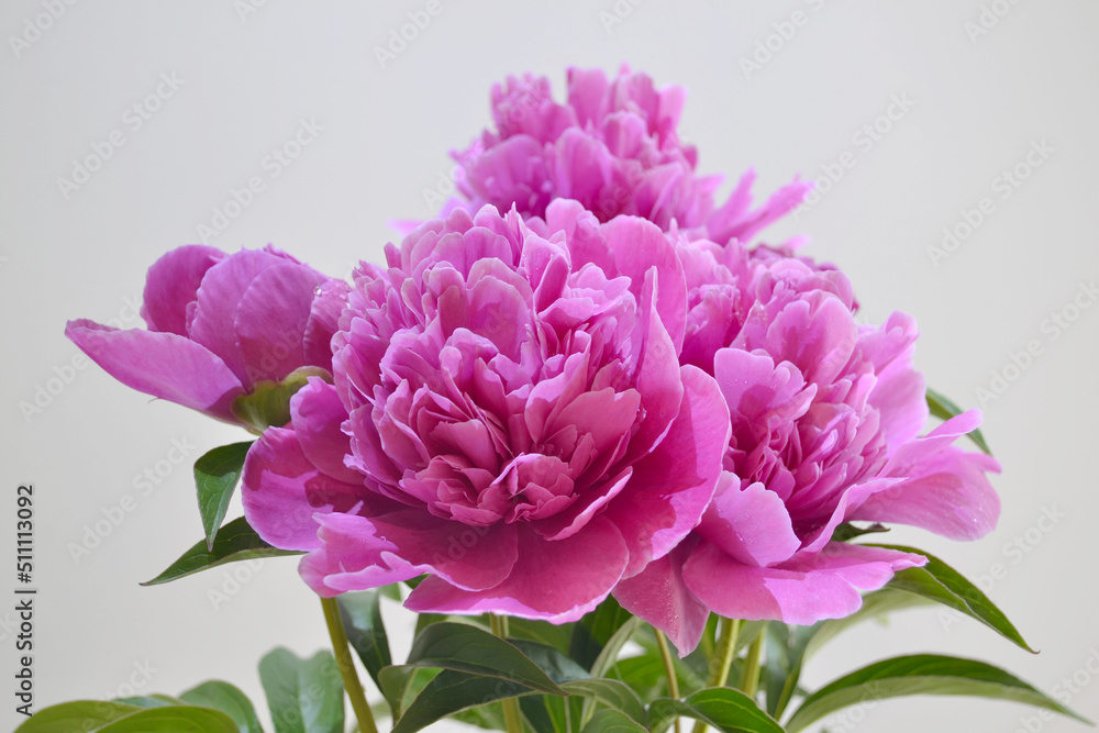 Pink peonies in the garden. Macro photography of a pink peony. Maroon peony flower. Close-up of pink peonies in the garden pink peony macro. Selective focus. Small depth of field.