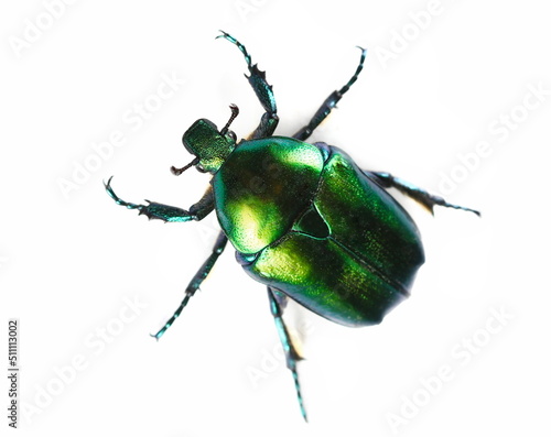 Scarab beetle, Protaetia metallica isolated on white, top view 