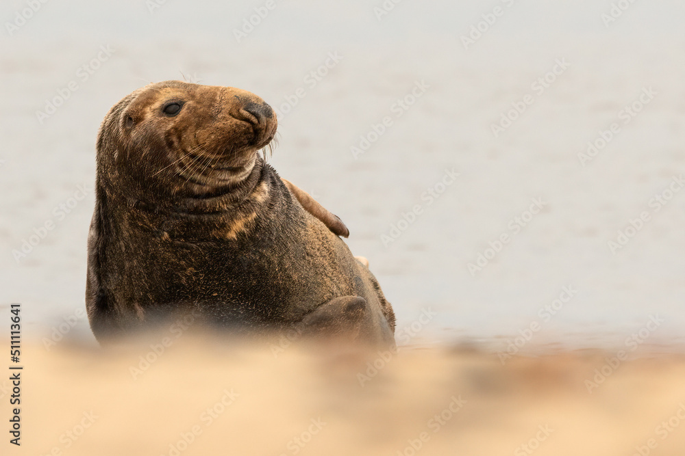 Obraz premium Bull Grey Seal