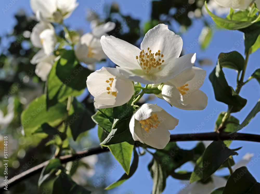 Obraz premium Jasmine flowers in the rays of the morning June sun