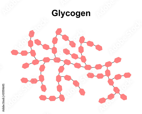 Scientific Designing of Glycogen Structure. Colorful Symbols. Vector Illustration. photo