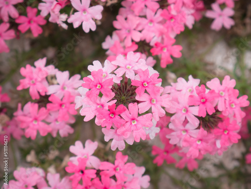 Macro overhead view of the heart of a bouquet of pink and white Verbena Tapien Salmon flowers in a garden