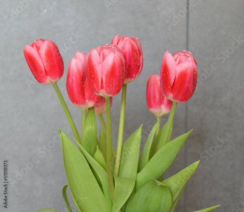 Banner with beautiful bouquet of pink / red tulips close-up against a gray wall with copy space. Flower arrangement. Springtime. Greeting card for the holidays. Selective focus
