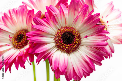 Close-up of gerbera jamesonii flowers with white and pink petals on a white background. Isolate. Small depth of field.