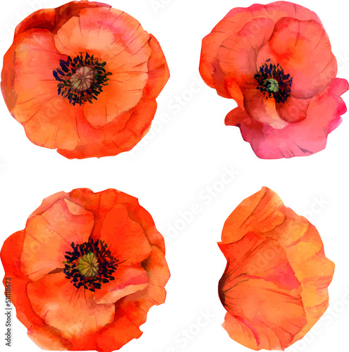 Set of hand drawn watercolor poppy flowers