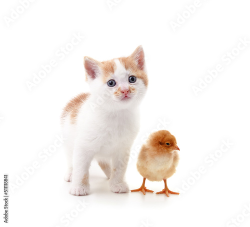 Chicken with kitten.
