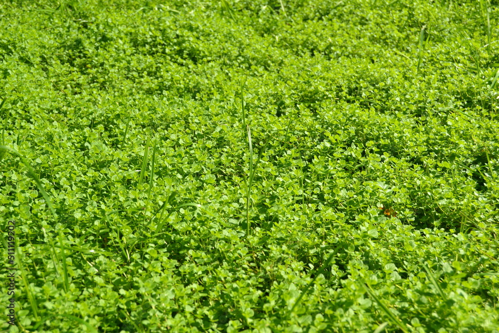Green grass background. Close-up. Green grass texture. Green grass surface