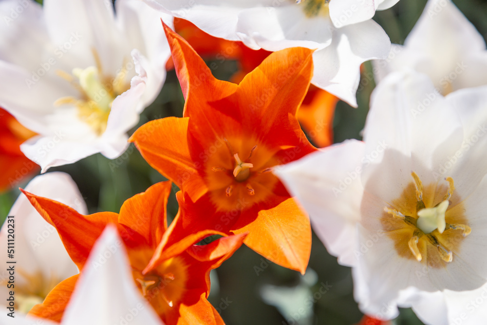 tulips. White and bright orange flowers. Tulips in the garden. Spring and summer. close-up. flowers on the desktop. beautiful bright floral wallpaper.