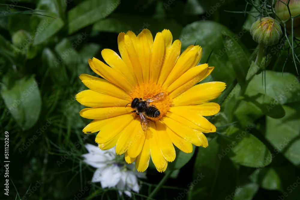 Flores de jardín, margarita con abeja Flores de jardín, margarita con abeja