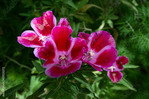 Flores de Godesia