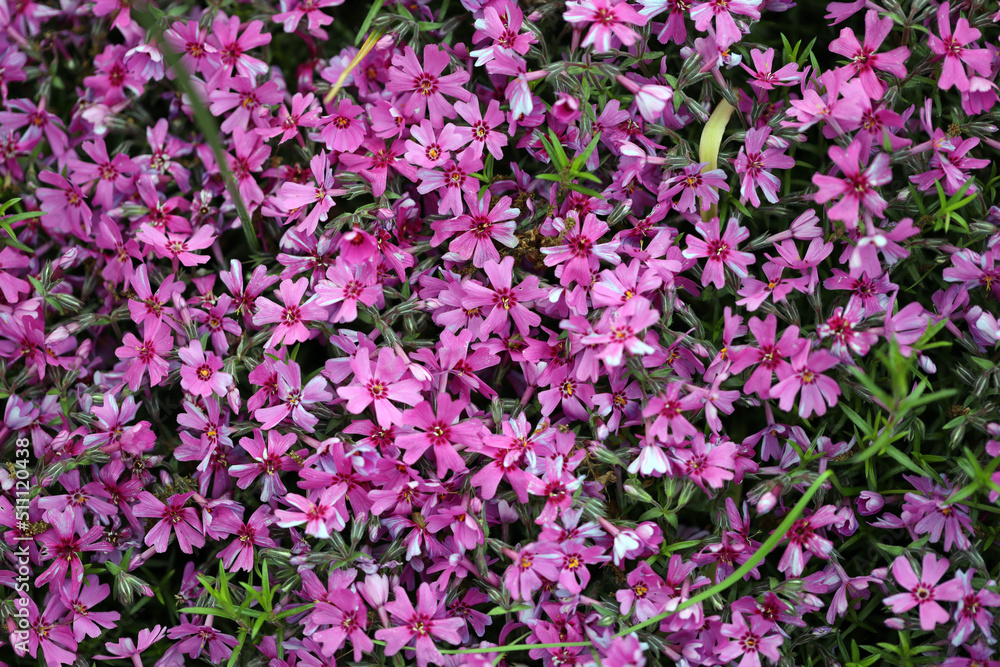 Phlox subulata  is a perennial herbaceous plant, a species of the genus Phlox  of the cyanotic family (Polemoniaceae), nice flower background