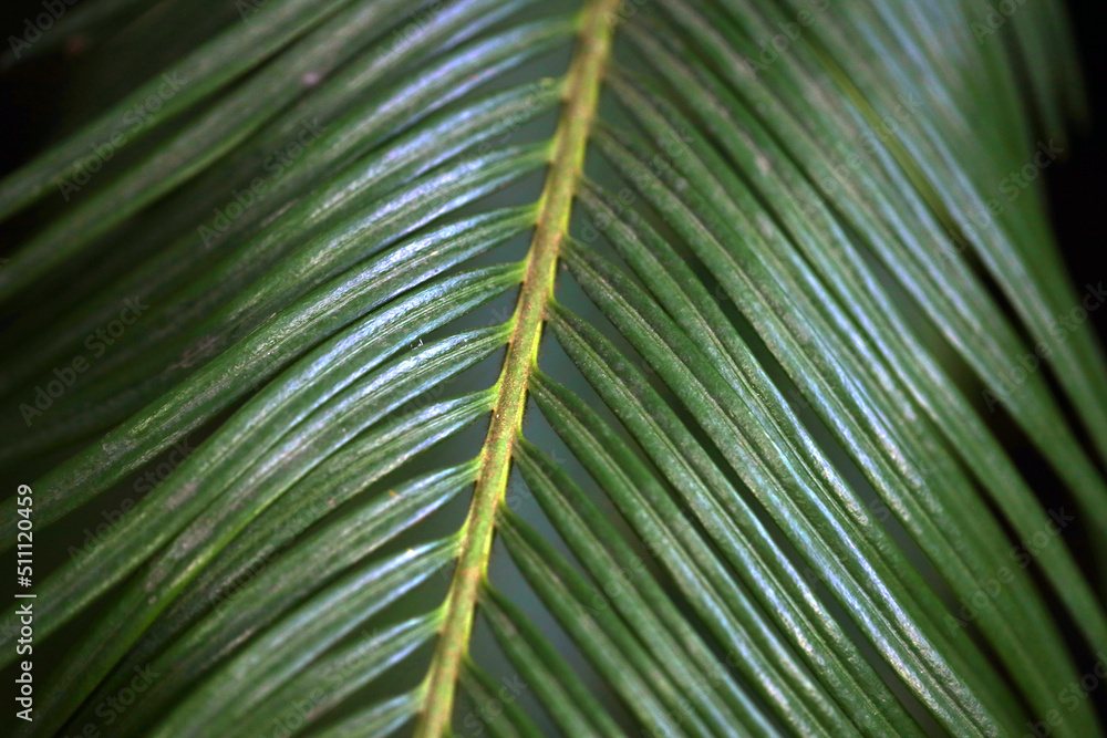 palm leaf close up, natural background palm leaf close up, natural background