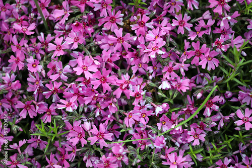 Phlox subulata is a perennial herbaceous plant, a species of the genus Phlox of the cyanotic family (Polemoniaceae), nice flower background